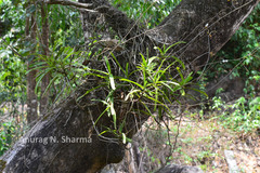 Cottonia peduncularis